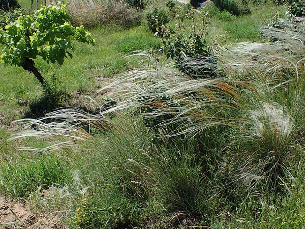 Stipa pulcherrima subsp. palatina \ Pf�lzer Federgras / Palatinate Feather-Grass, D Leistadt 13.6.2021