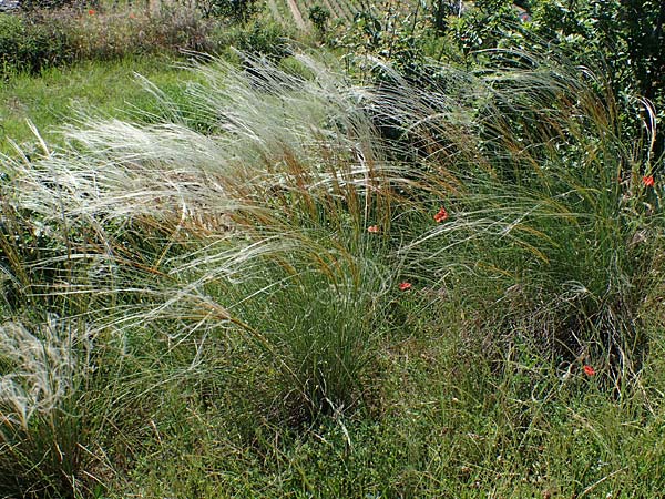 Stipa pulcherrima subsp. palatina \ Pf�lzer Federgras / Palatinate Feather-Grass, D Leistadt 13.6.2021
