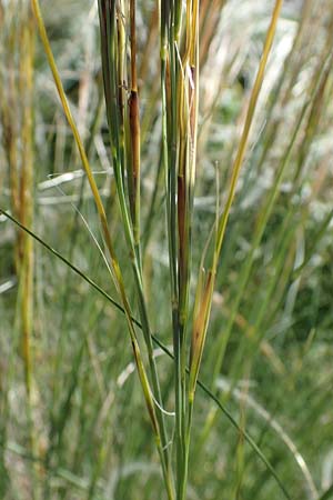 Stipa pulcherrima subsp. palatina \ Pf�lzer Federgras / Palatinate Feather-Grass, D Leistadt 13.6.2021