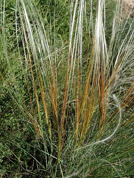 Stipa pulcherrima subsp. palatina \ Pf�lzer Federgras / Palatinate Feather-Grass, D Leistadt 13.6.2021