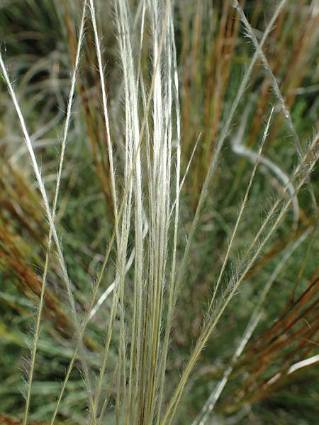 Stipa pulcherrima subsp. palatina \ Pf�lzer Federgras / Palatinate Feather-Grass, D Leistadt 13.6.2021