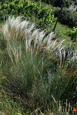 Stipa pulcherrima subsp. palatina \ Pf�lzer Federgras / Palatinate Feather-Grass, D Leistadt 13.6.2021