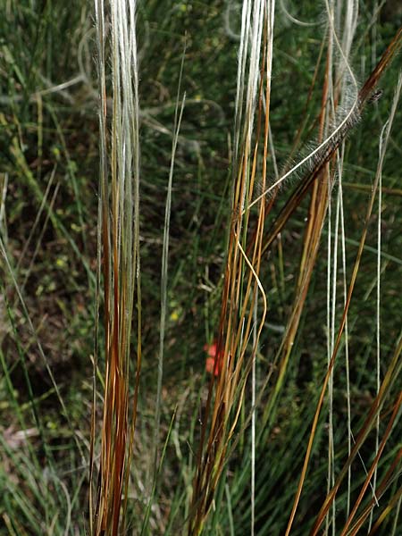 Stipa pulcherrima subsp. palatina \ Pf�lzer Federgras / Palatinate Feather-Grass, D Leistadt 13.6.2021