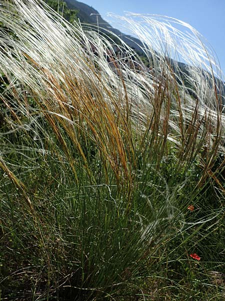 Stipa pulcherrima subsp. palatina \ Pf�lzer Federgras / Palatinate Feather-Grass, D Leistadt 13.6.2021