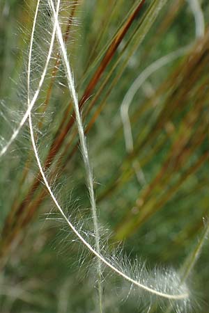 Stipa pulcherrima subsp. palatina \ Pf�lzer Federgras / Palatinate Feather-Grass, D Leistadt 13.6.2021