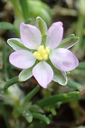 Spergularia rubra \ Rote Schuppenmiere, Roter Sp�rkling, D Hamburg 12.9.2021