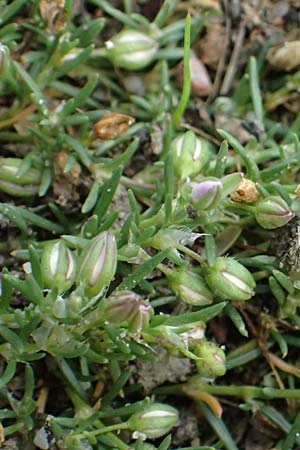 Spergularia rubra \ Rote Schuppenmiere, Roter Sp�rkling, D Hamburg 12.9.2021