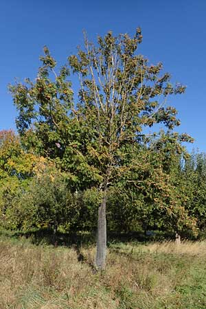 Sorbus domestica \ Speierling / Service Tree, D Edenkoben 22.10.2021