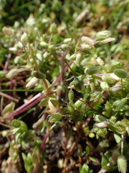 Stellaria pallida \ Blasse Vogelmiere / Lesser Chickweed, D Wagh&auml;usel-Wiesental 9.4.2022