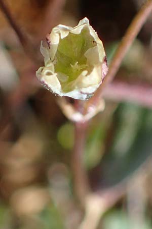 Spergula pentandra \ F�nfm�nniger Sp�rgel / Five-Stamen Spurrey, D Wagh&auml;usel-Wiesental 9.4.2022