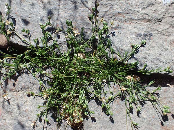 Sagina procumbens \ Niederliegendes Mastkraut / Procumbent Pearlwort, D Mannheim 18.4.2022