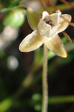 Sagina procumbens \ Niederliegendes Mastkraut / Procumbent Pearlwort, D Mannheim 18.4.2022
