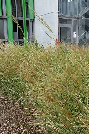 Sporobolus michauxianus \ Goldleistengras / Prairie Cord-Grass, Tall Marsh Grass, D Offenburg 3.9.2022