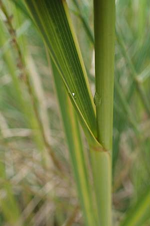 Sporobolus michauxianus \ Goldleistengras / Prairie Cord-Grass, Tall Marsh Grass, D Offenburg 3.9.2022