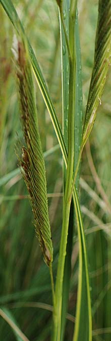 Sporobolus michauxianus \ Goldleistengras / Prairie Cord-Grass, Tall Marsh Grass, D Offenburg 3.9.2022