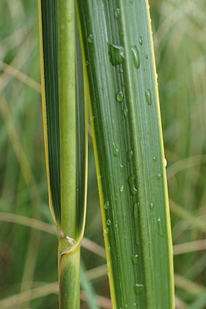 Sporobolus michauxianus \ Goldleistengras / Prairie Cord-Grass, Tall Marsh Grass, D Offenburg 3.9.2022