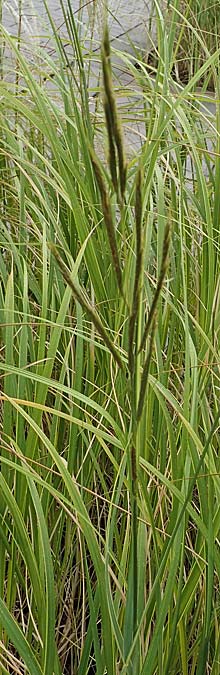 Sporobolus michauxianus \ Goldleistengras / Prairie Cord-Grass, Tall Marsh Grass, D Offenburg 3.9.2022