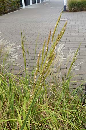 Sporobolus michauxianus \ Goldleistengras / Prairie Cord-Grass, Tall Marsh Grass, D Offenburg 3.9.2022