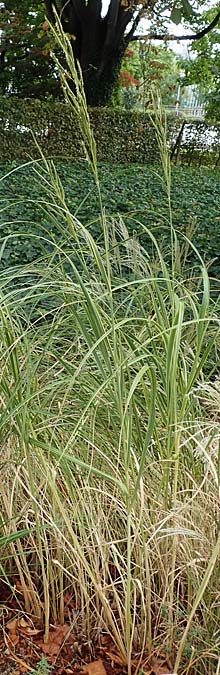 Sporobolus michauxianus \ Goldleistengras / Prairie Cord-Grass, Tall Marsh Grass, D Offenburg 3.9.2022