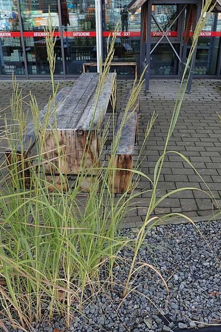 Sporobolus michauxianus \ Goldleistengras / Prairie Cord-Grass, Tall Marsh Grass, D Offenburg 3.9.2022