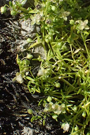 Sagina procumbens \ Niederliegendes Mastkraut / Procumbent Pearlwort, D Rheinstetten 30.5.2025