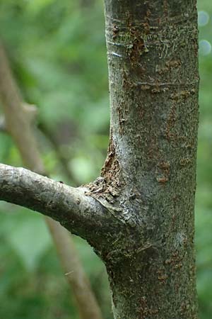 Sorbus domestica \ Speierling / Service Tree, D Eiersheim 31.5.2025