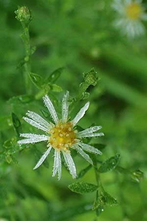 Symphyotrichum parviflorum \ Kleinbl�tige Herbst-Aster, D Landkreis Karlsruhe, Oberhausen-Rheinhausen 25.7.2025