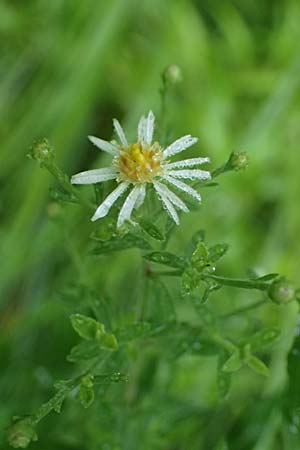 Symphyotrichum parviflorum \ Kleinbl�tige Herbst-Aster, D Landkreis Karlsruhe, Oberhausen-Rheinhausen 25.7.2025