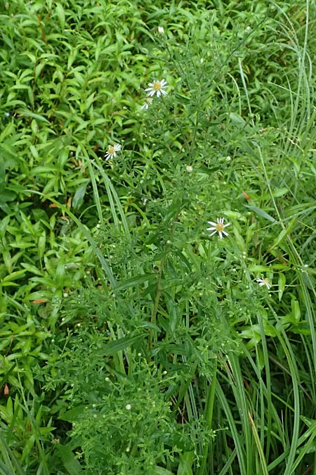 Symphyotrichum parviflorum \ Kleinbl�tige Herbst-Aster, D Landkreis Karlsruhe, Oberhausen-Rheinhausen 25.7.2025