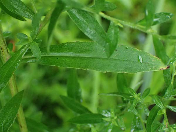 Symphyotrichum parviflorum \ Kleinbl�tige Herbst-Aster, D Landkreis Karlsruhe, Oberhausen-Rheinhausen 25.7.2025
