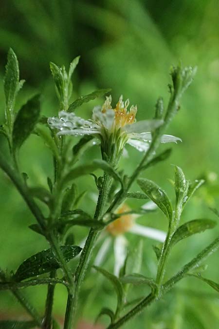 Symphyotrichum parviflorum \ Kleinbl�tige Herbst-Aster, D Landkreis Karlsruhe, Oberhausen-Rheinhausen 25.7.2025