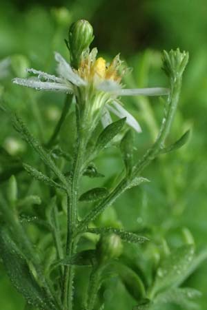 Symphyotrichum parviflorum \ Kleinbl�tige Herbst-Aster, D Landkreis Karlsruhe, Oberhausen-Rheinhausen 25.7.2025