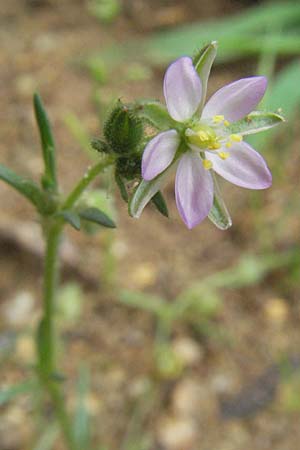 Spergularia rubra \ Rote Schuppenmiere, Roter Sp�rkling, D Babenhausen 11.8.2007