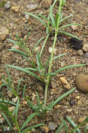 Spergularia rubra \ Rote Schuppenmiere, Roter Sp�rkling, D Babenhausen 11.8.2007