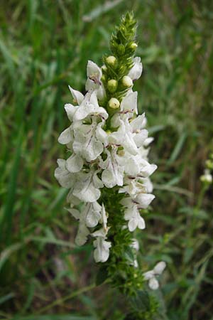 Stachys recta \ Aufrechter Ziest / Yellow Woundwort, D Sulz am Neckar 20.6.2015