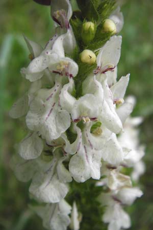 Stachys recta \ Aufrechter Ziest / Yellow Woundwort, D Sulz am Neckar 20.6.2015
