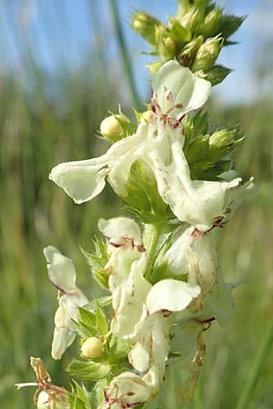 Stachys recta \ Aufrechter Ziest / Yellow Woundwort, D Neuleiningen 15.6.2016