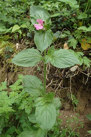 Silene dioica \ Rote Lichtnelke, D Weinheim an der Bergstra&szlig;e 29.4.2019