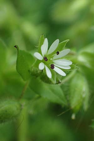 Stellaria ruderalis \ Ruderale Vogelmiere / Ruderal Chickweed, D Viernheim 10.5.2021