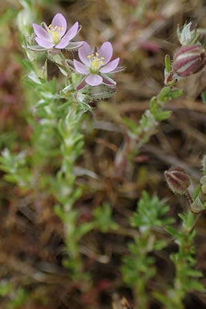 Spergularia rubra, Rote Schuppenmiere, Roter Sp&auml;rkling