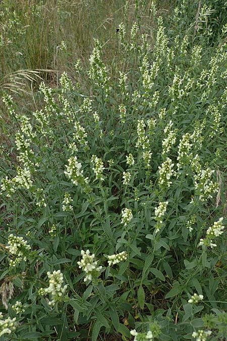 Stachys recta, Yellow Woundwort