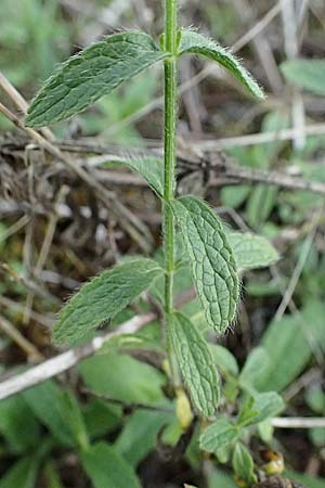 Stachys recta \ Aufrechter Ziest / Yellow Woundwort, D Mannheim 14.9.2025
