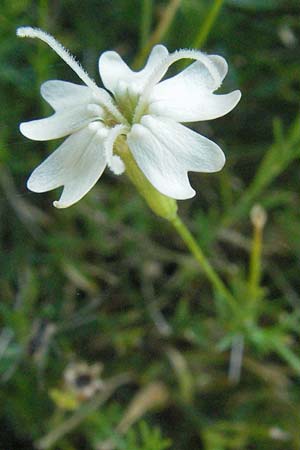 Silene saxifraga \ Steinbrech-Leimkraut, Karst-Leimkraut / Tufted Catchfly, D Botan. Gar.  Universit.  Mainz 4.8.2007