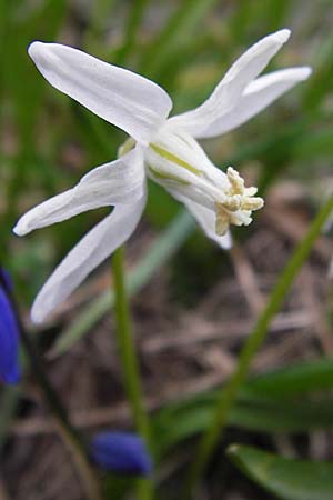 Scilla siberica agg., Siberian Squill