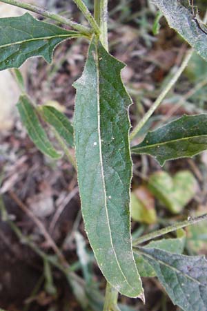 Sisymbrium strictissimum \ Steife Rauke / Perennial Rocket, D N&ouml;rdlingen 10.7.2015