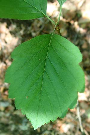 Sorbus seyboldiana \ Seybolds Mehlbeere / Seybold's Whitebeam, D Werbachhausen 4.6.2016