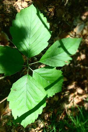 Sorbus seyboldiana \ Seybolds Mehlbeere / Seybold's Whitebeam, D Werbachhausen 4.6.2016