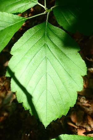 Sorbus seyboldiana, Seybold's Whitebeam