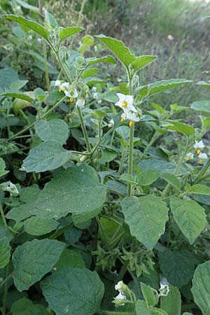 Solanum sarachoides, Saracha-Nachtschatten