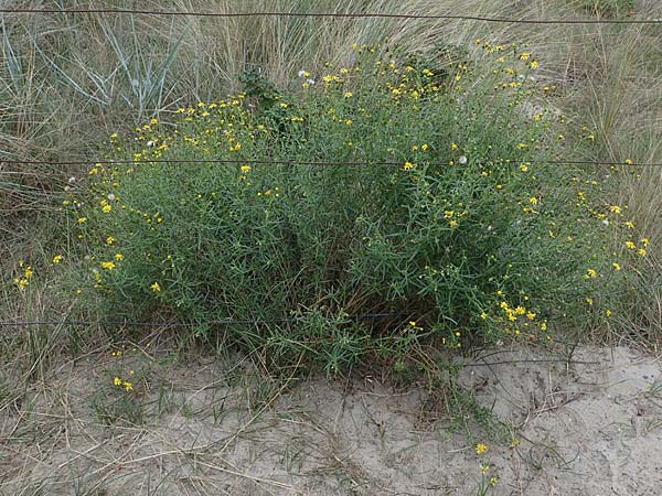 Senecio inaequidens \ Schmalbl�ttriges Greiskraut / Narrow-Leaved Ragwort, D Heiligenhafen 17.9.2021